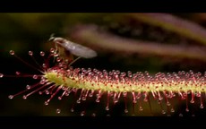 Cận cảnh cây Gọng vó Drosera bắt mồi